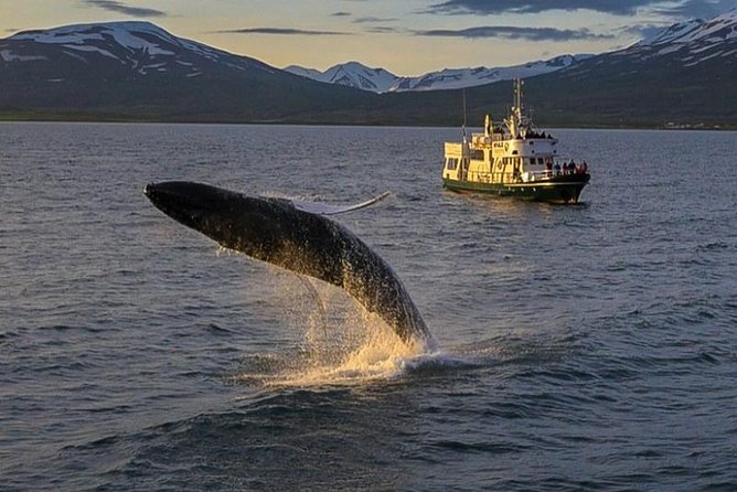 Whale Watching from the Heart of Akureyri - What the guide adds to the outing