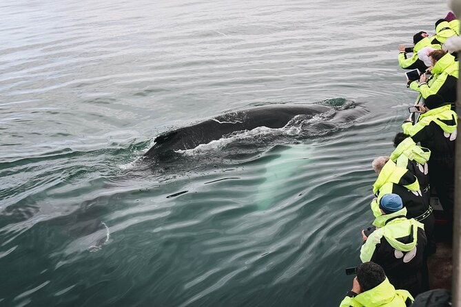 Whale Watching in Husavik - Leaving Húsavík aboard an oak boat