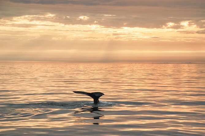 Whale Watching in Husavik - Staying warm when Iceland changes its mind