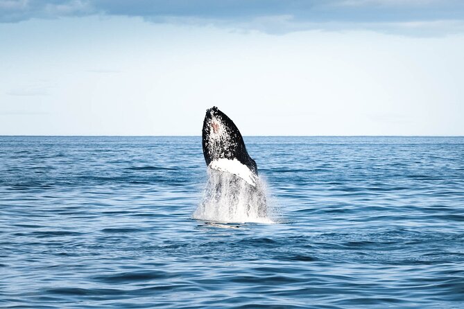 Whale Watching in Husavik - The honest odds of seeing whales