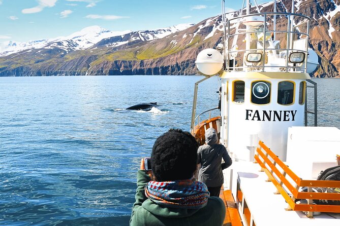 Whale Watching in Husavik - Three hours searching Skjálfandi Bay