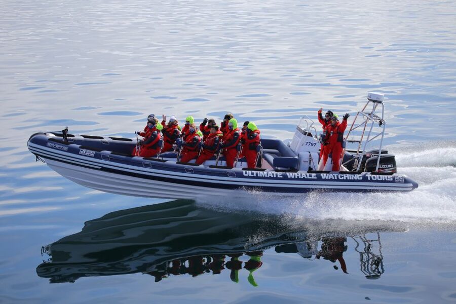 Whale Watching in Reykjavik by Speedboat - Key points at a glance