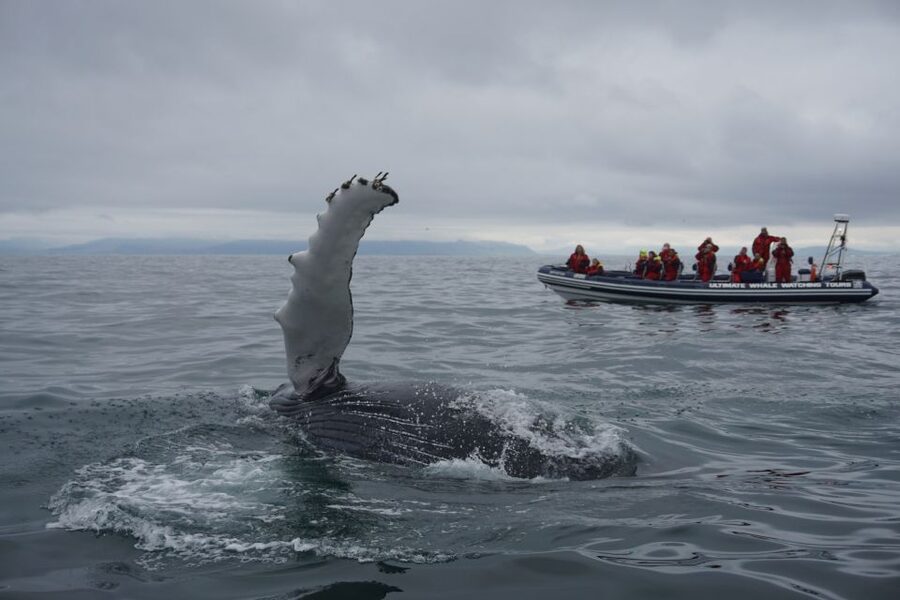 Whale Watching in Reykjavik by Speedboat - Who will enjoy this trip most?