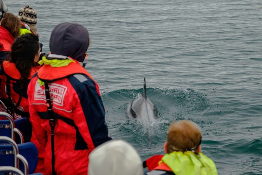 Whale Watching in Reykjavik by Speedboat - Why choose a RIB over a regular whale boat?