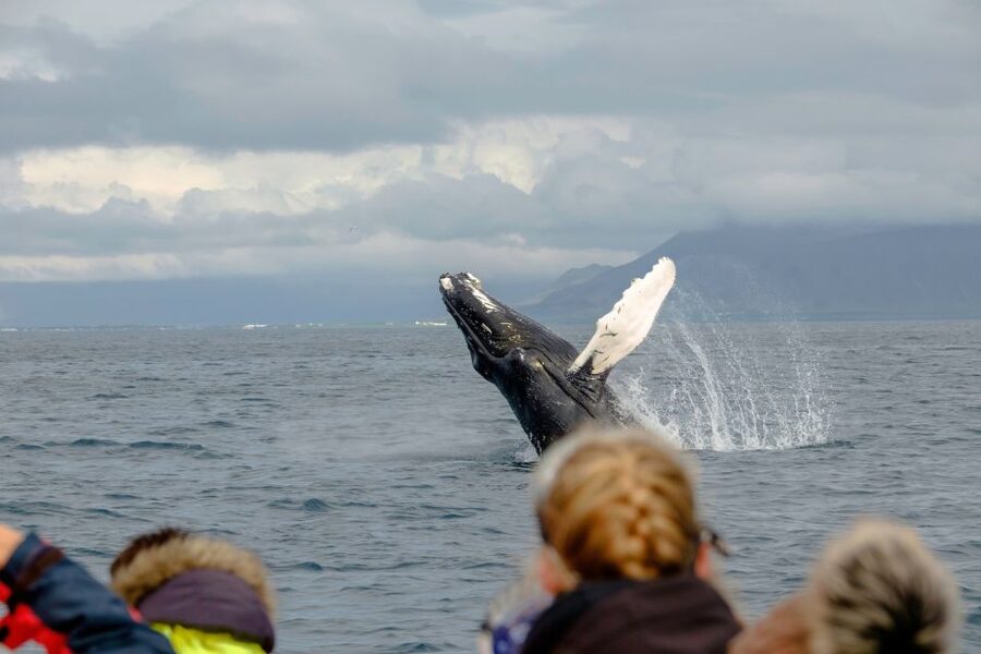 Whale Watching in Reykjavik by Speedboat - Racing past the Reykjavik shoreline