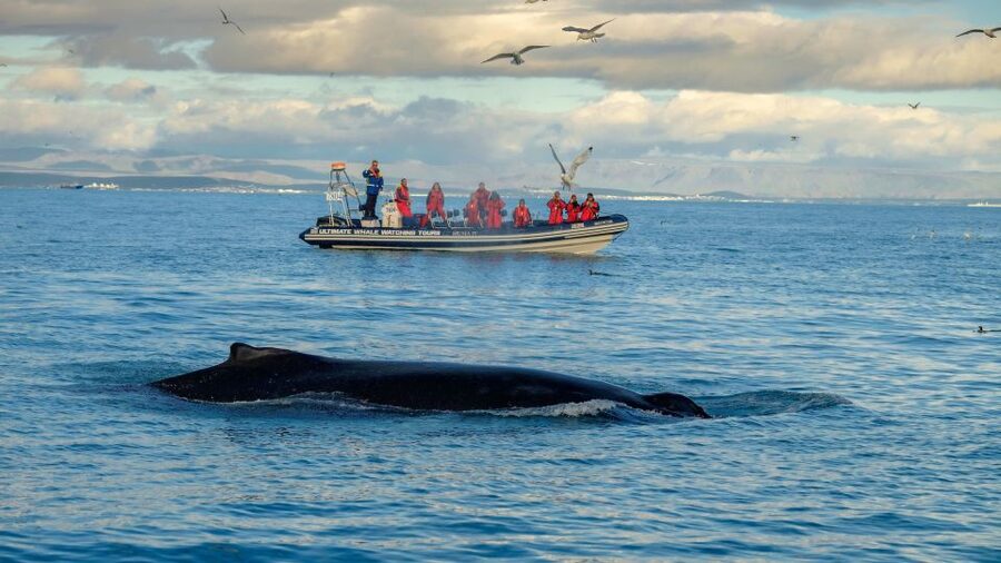 Whale Watching in Reykjavik by Speedboat - Searching for whales, dolphins, and seabirds