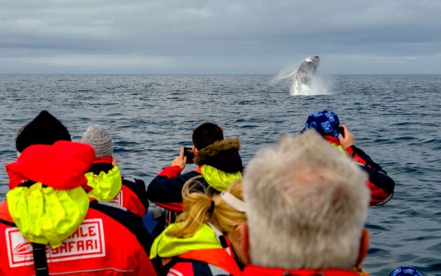 Whale Watching in Reykjavik by Speedboat - The puffin breeding grounds from May to August