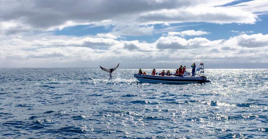 Whale Watching in Reykjavik by Speedboat - How much value does $200 offer?