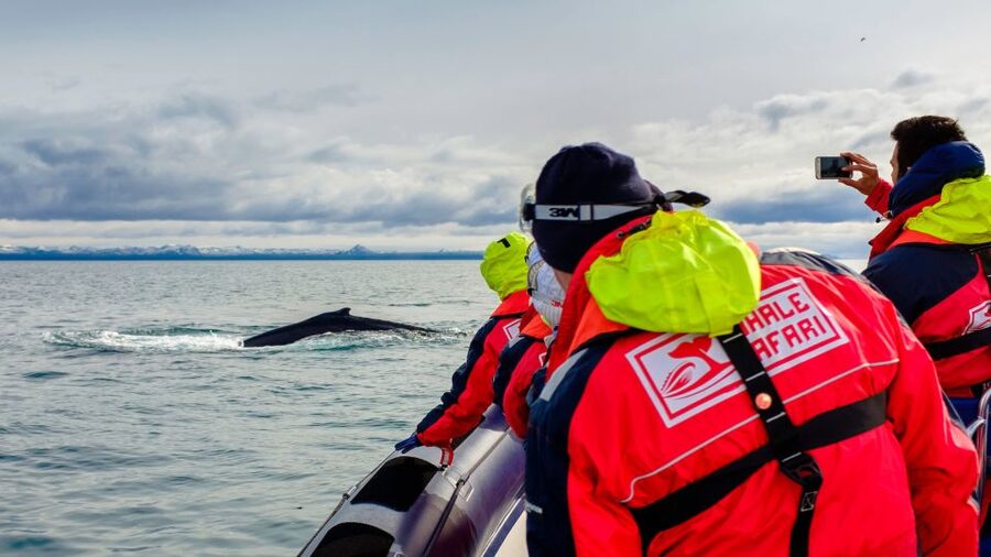 Whale Watching in Reykjavik by Speedboat - Meeting at Reykjavik Old Harbour