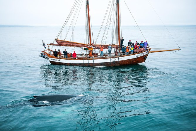 Whale Watching on a Traditional Oak Sailing Ship from Husavik - Starting at Húsavík harbor
