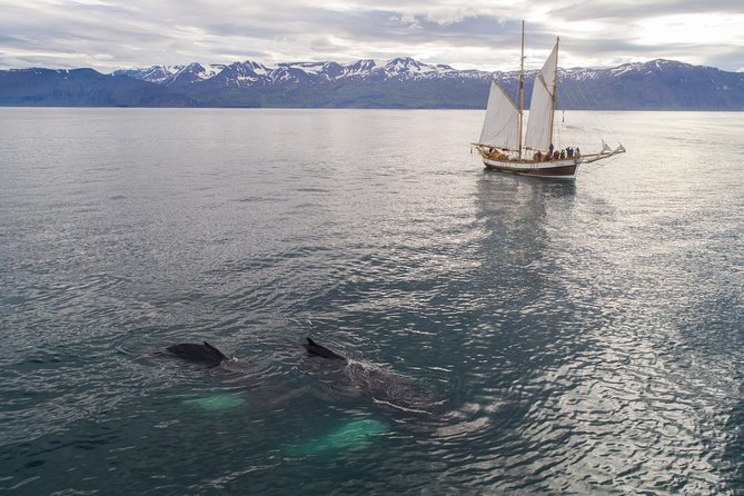 Whale Watching on a Traditional Oak Sailing Ship from Husavik - Weather, waves, and warm clothing