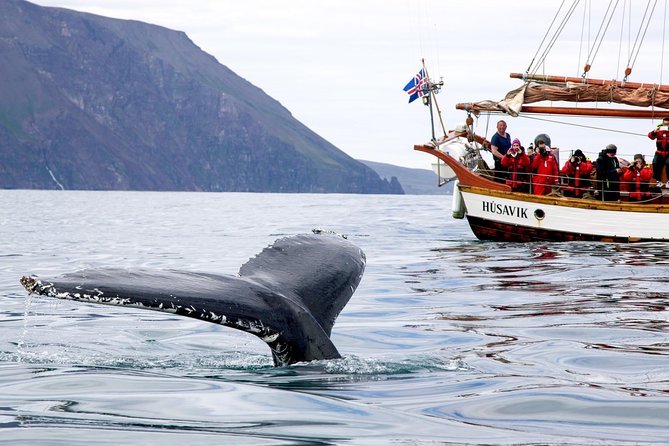 Whale Watching on a Traditional Oak Sailing Ship from Husavik - Hot chocolate and cinnamon buns on the return