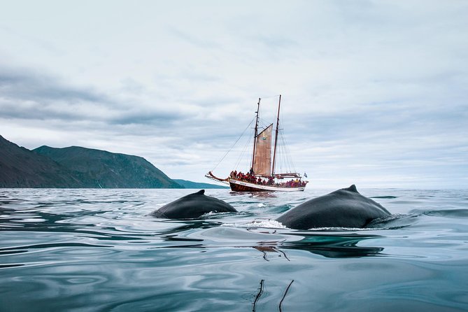 Whale Watching on a Traditional Oak Sailing Ship from Husavik - Who should book this sailing trip?