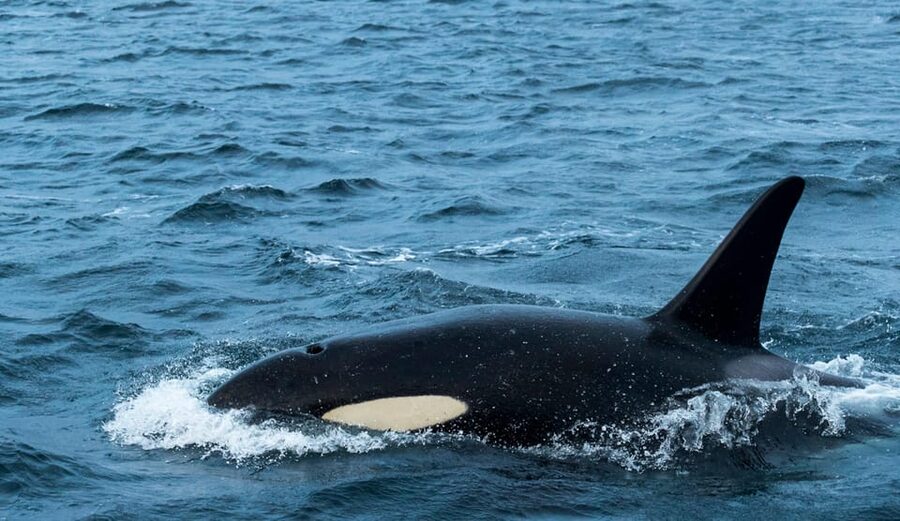 Whale Watching RIB Safari at Skjervøy - Key points at a glance