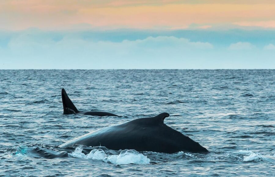 Whale Watching RIB Safari at Skjervøy - Why Skjervøy is the place for this safari
