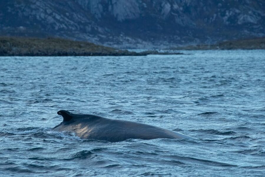 Whale Watching RIB Safari at Skjervøy - Getting ready for the RIB
