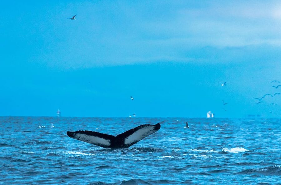 Whale Watching RIB Safari at Skjervøy - Should you book the Skjervøy whale safari?