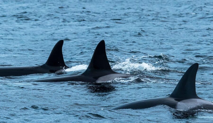 Whale Watching RIB Safari at Skjervøy - The early Tromsø start and the long road north