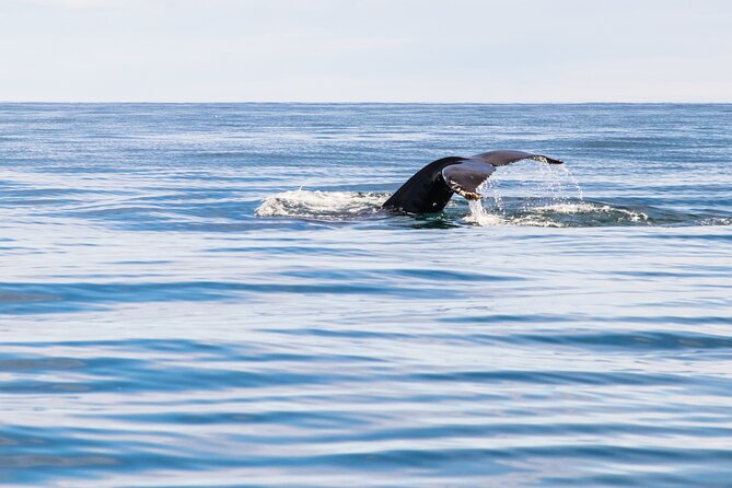 Whale Watching Tour from Akureyri City Central - Setting out from central Akureyri