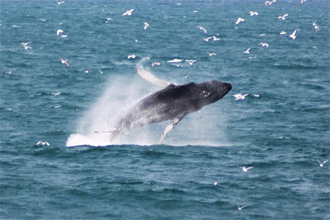 Whale Watching Tour with Professional Guide from Reykjavik - Key points to know before sailing