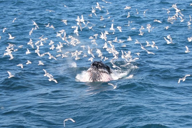 Whale Watching Tour with Professional Guide from Reykjavik - Sailing from Reykjavík’s Old Harbour into Faxaflói Bay