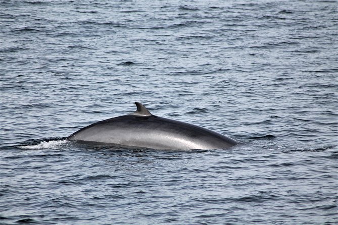 Whale Watching Tour with Professional Guide from Reykjavik - Two seating areas, warm overalls, and useful boat facilities