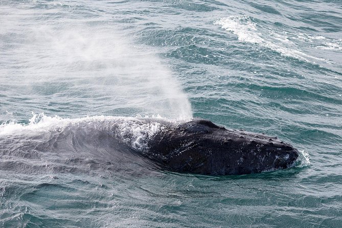Whale Watching Tour with Professional Guide from Reykjavik - Rough seas, cold air, and the reality of waiting