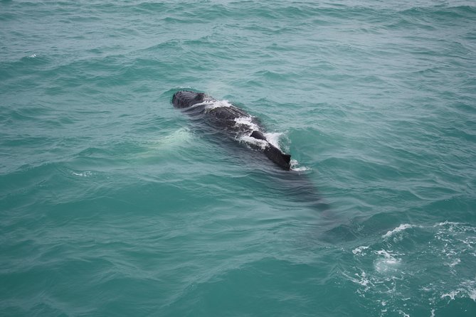 Whale Watching Tour with Professional Guide from Reykjavik - Is $97 a fair price for three and a half hours?