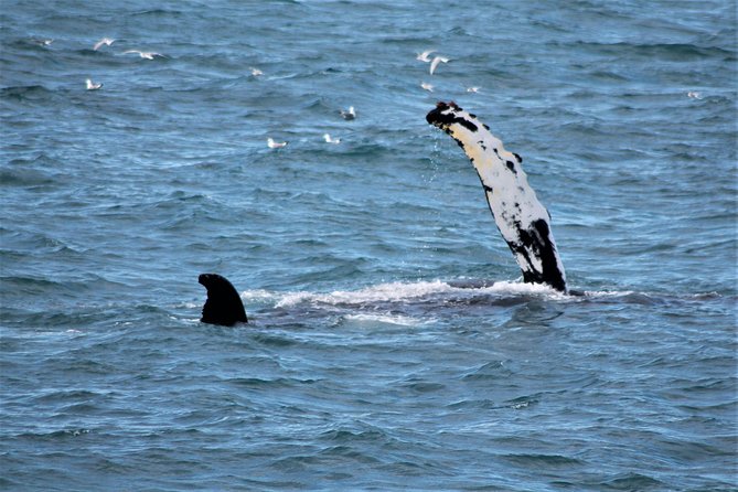 Whale Watching Tour with Professional Guide from Reykjavik - Who will enjoy this boat trip most?