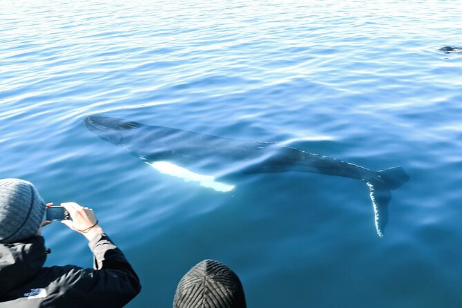 Whales and Puffins Tour from Husavik - What the boat experience feels like