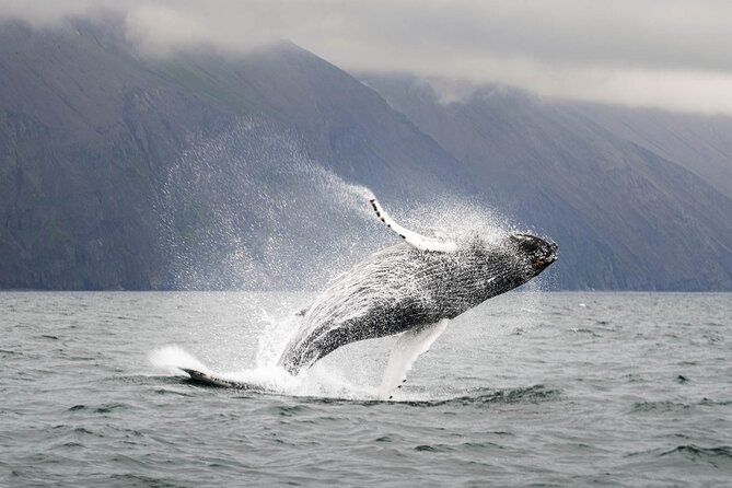 Whales and Puffins Tour from Husavik - Wildlife sightings are never guaranteed