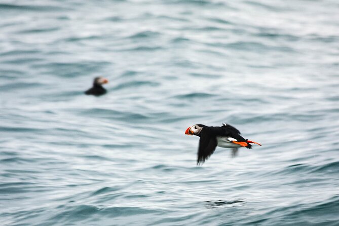 Whales and Puffins Tour from Husavik - Respect for whales and a fair concern