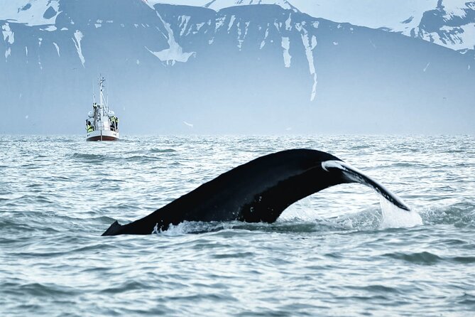 Whales and Puffins Tour from Husavik - Is $130 good value?