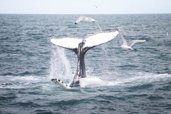 Whales and Puffins Tour from Husavik - Puffin Island and the short Icelandic summer